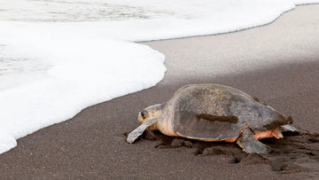 Tortuga bastarda, la especie de tortuga marina más amenazada
