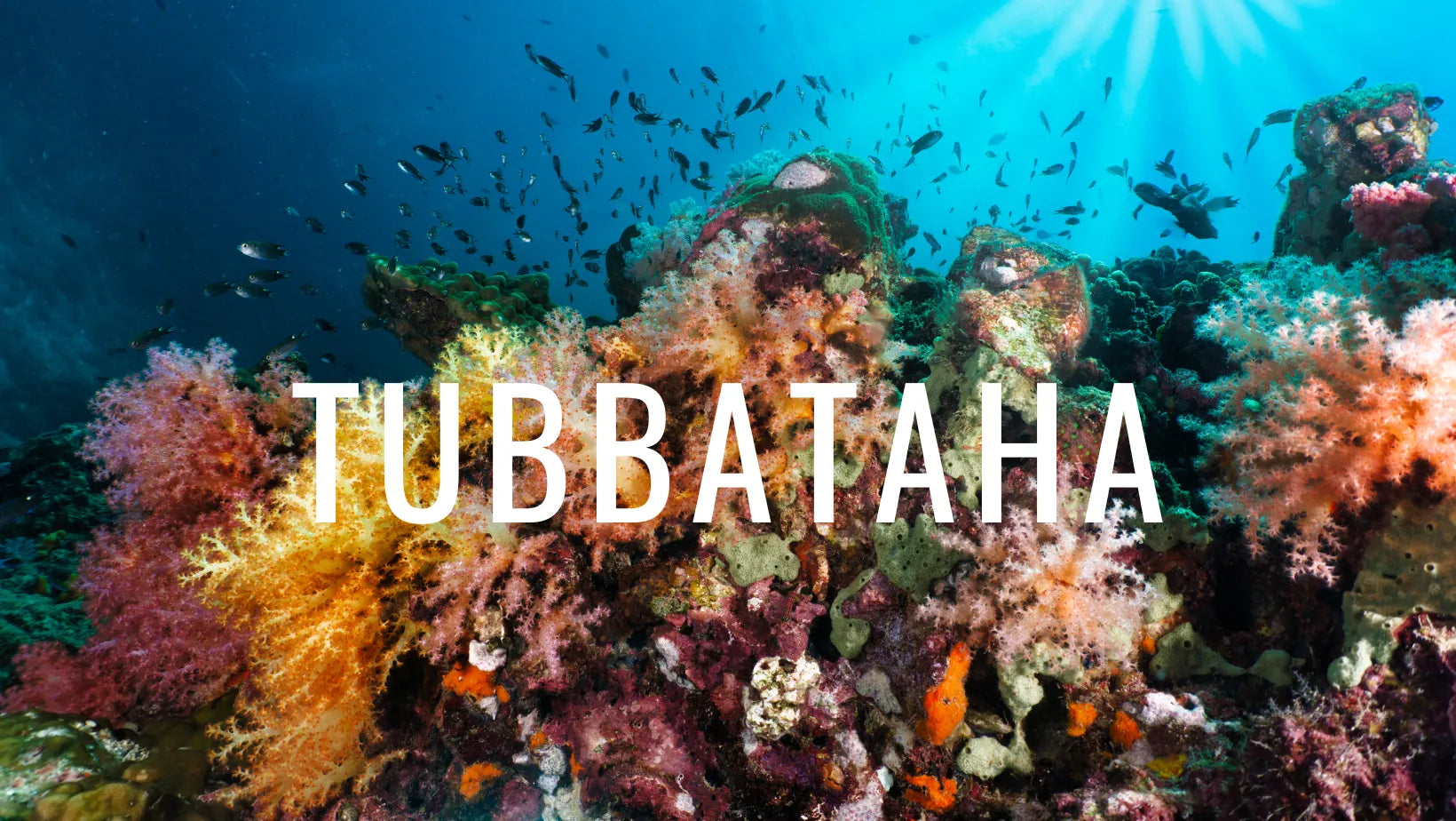 Guía de buceo en Tubbataha: color, mucho color