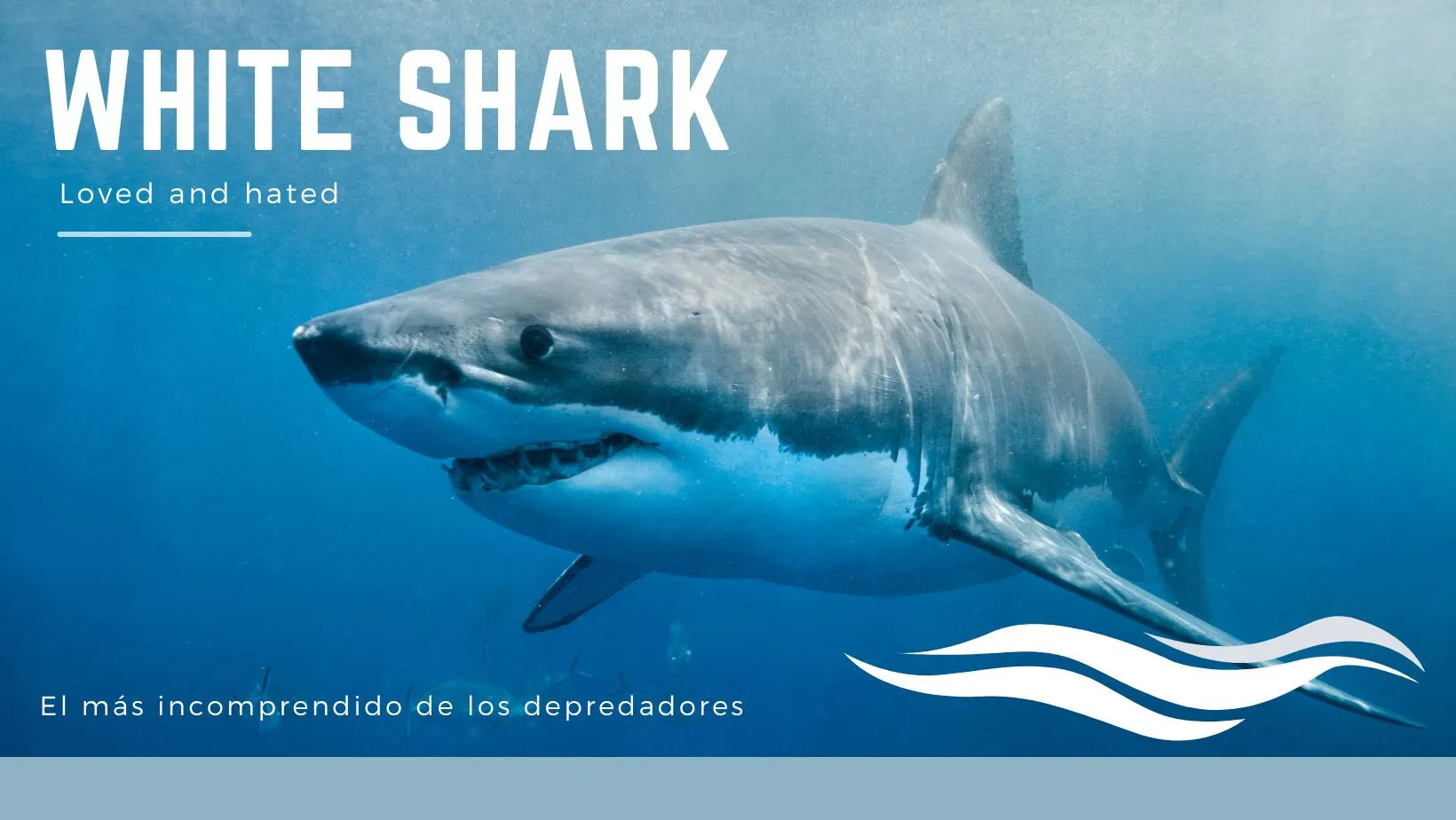 El mundo secreto de los tiburones blancos: descubre su comportamiento y hábitos