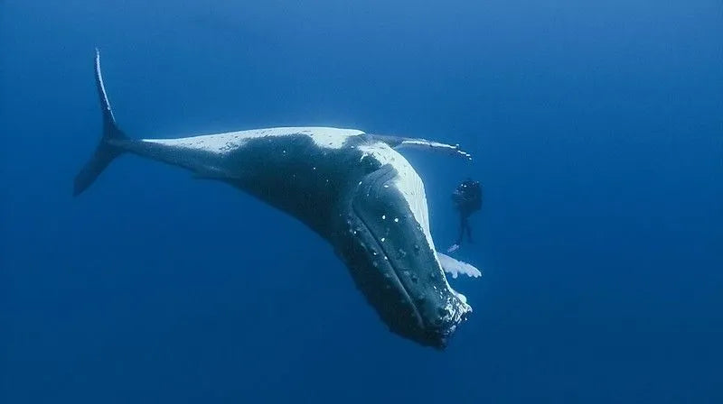 Ballena Jorobada, la ballena más activa y acrobática