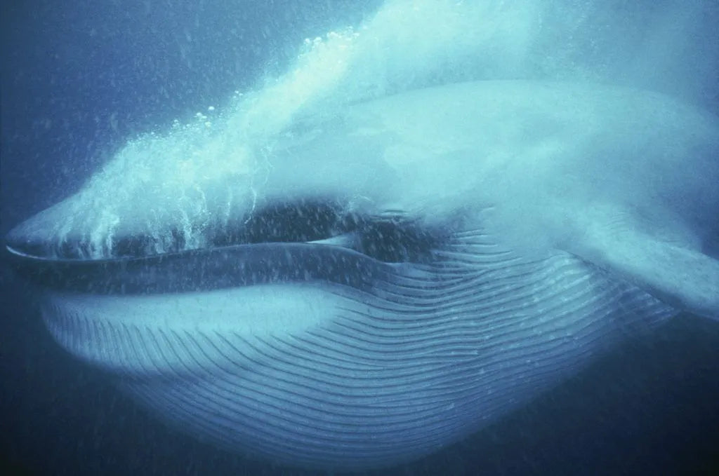 Todo acerca de la ballena azul, el animal más grande que ha habitado la Tierra