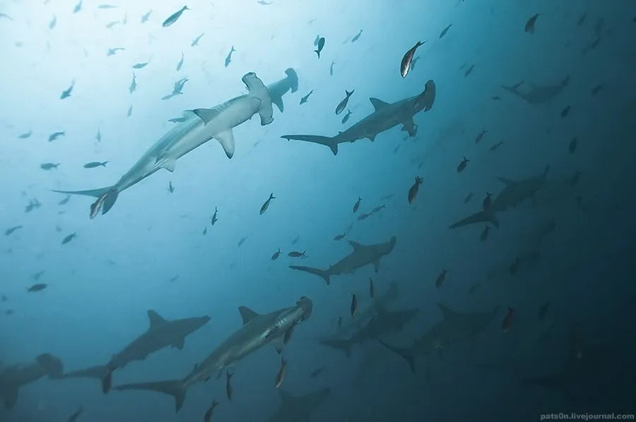 Por qué necesitamos tiburones en nuestros océanos
