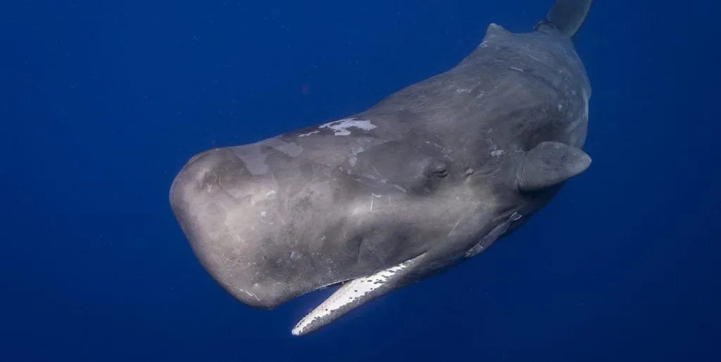 Todo acerca de los cachalotes, una de las ballenas que se sumerge a mayor profundidad