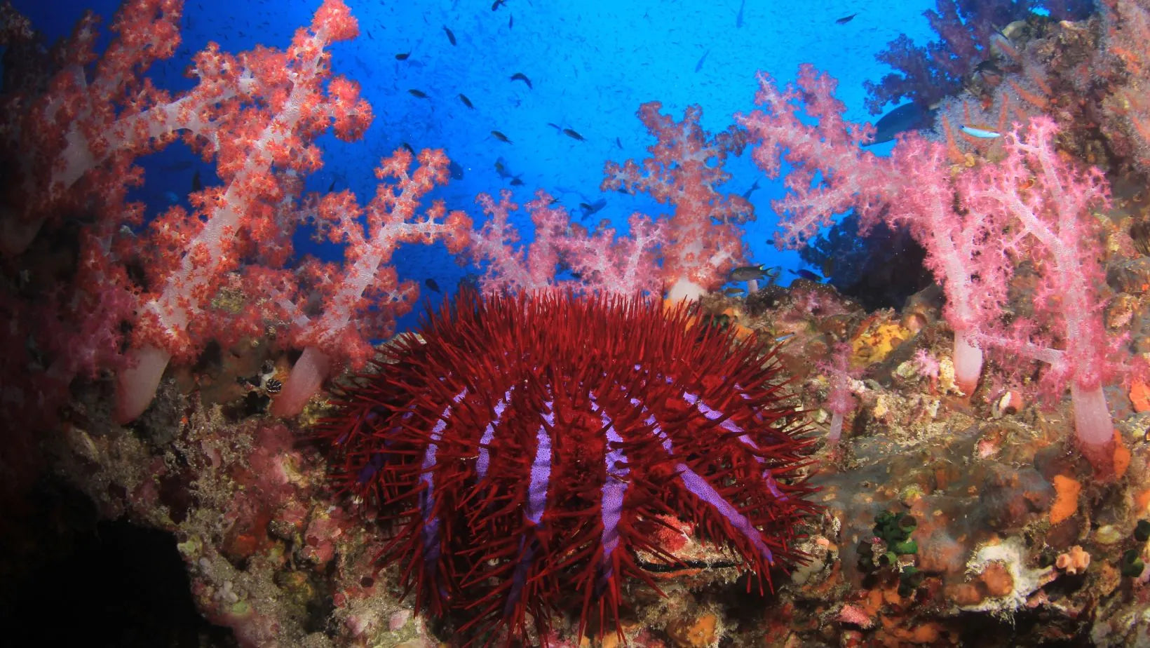 Cinco especies marinas tan espectaculares como venenosas