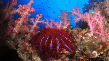Cinco especies marinas tan espectaculares como venenosas