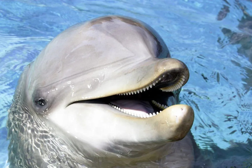 Conócelo todo acerca del delfín mular o delfín nariz de botella