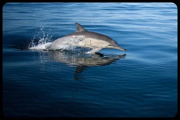 Todo lo que siempre quisiste saber acerca de los delfines