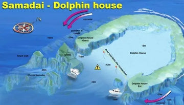 Buceo con delfines en Dolphin House, Mar Rojo