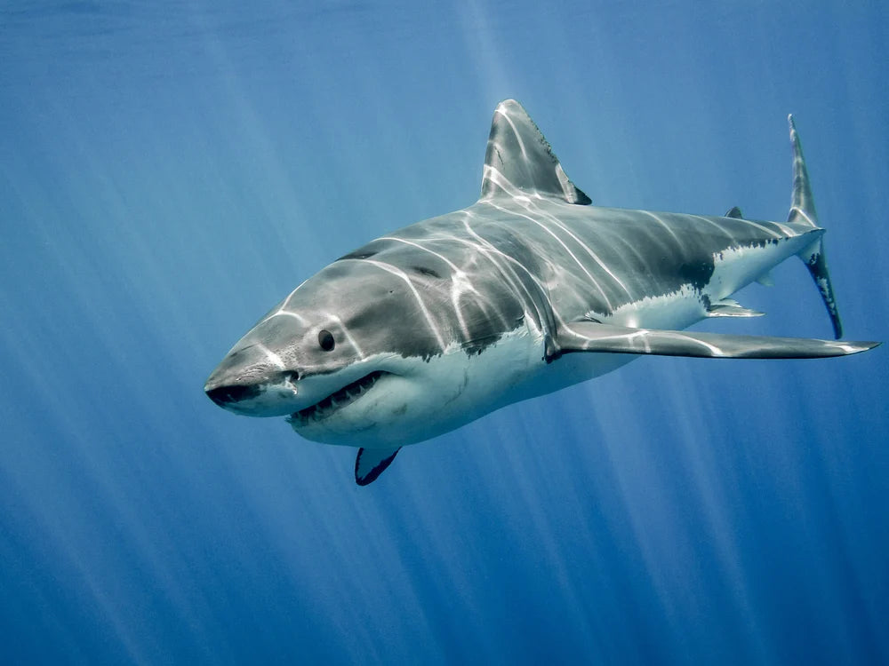 tiburón blanco