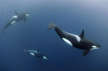 Orca, el más implacable depredador marino