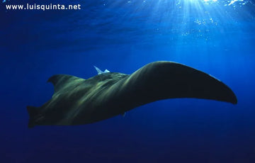 Tiburones azules y mobulas: las estrellas del buceo en Azores