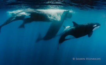 Grabado por primera vez bajo el agua el ataque de orcas a cachalotes