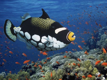 Pez ballesta payaso, uno de los peces más deseados del arrecife