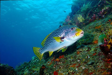 Pez labios dulces, uno de los seres más bellos del arrecife de coral