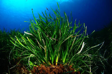 ¿Por qué necesitamos proteger la posidonia oceánica?