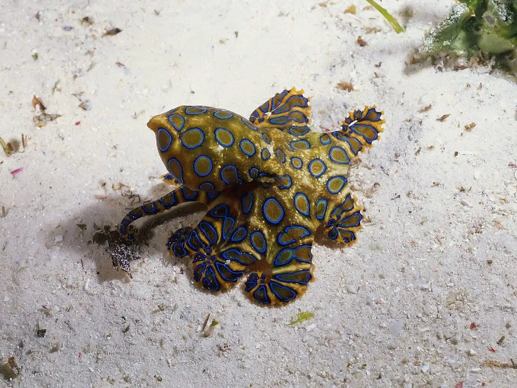 Pulpo de anillos azules, minúscula y letal criatura del arrecife