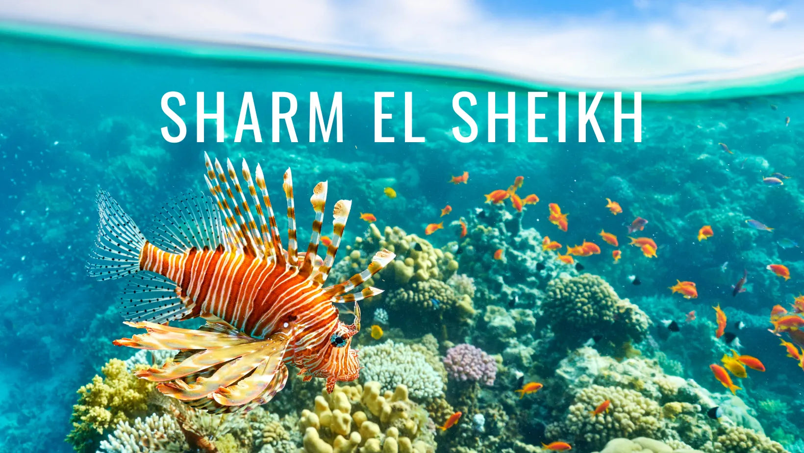 La guía de buceo en Sharm el Sheikh más completa