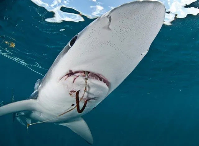 ¿Cuánto vale un tiburón vivo?