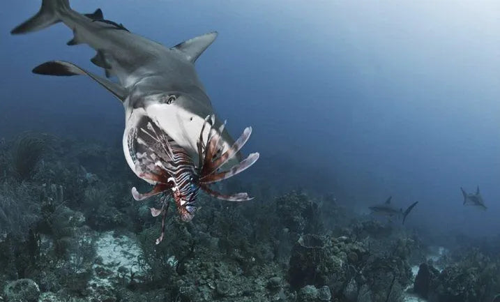 Entrenar tiburones para acabar con plagas de especies invasoras