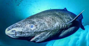 Tiburón de Groenlandia: encuentros en la tercera fase