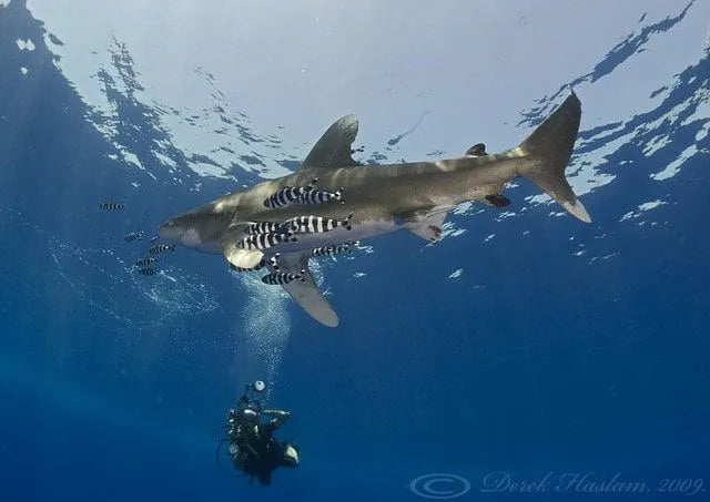 Por qué Elphinstone es un destino ineludible para los amantes de tiburones