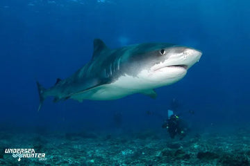 Isla del Coco: la isla de los tiburones