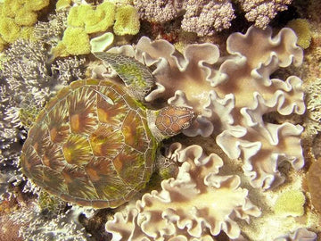 Buceo en el arrecife de Apo Reef
