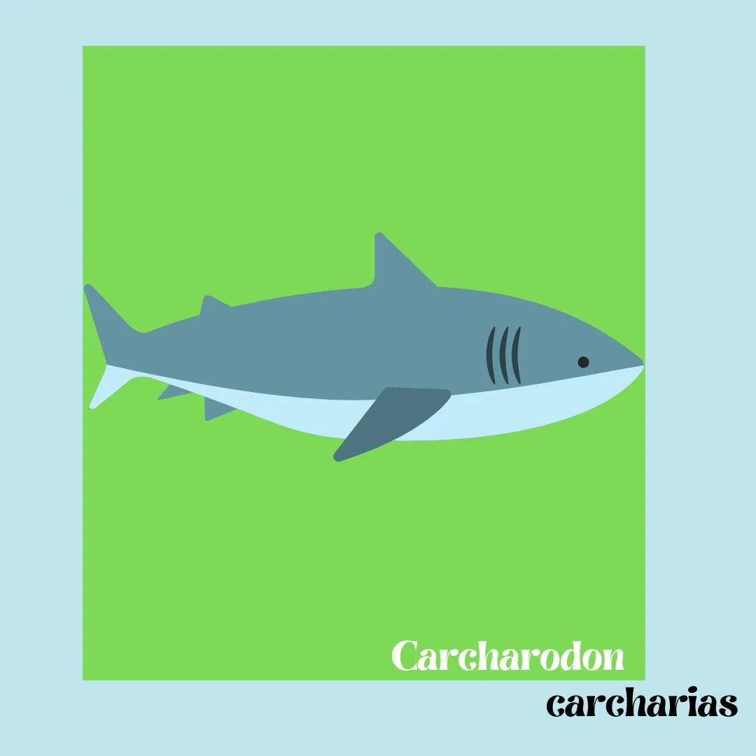 sudadera tiburón blanco carcharodon carcharias