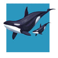 sudadera orcas