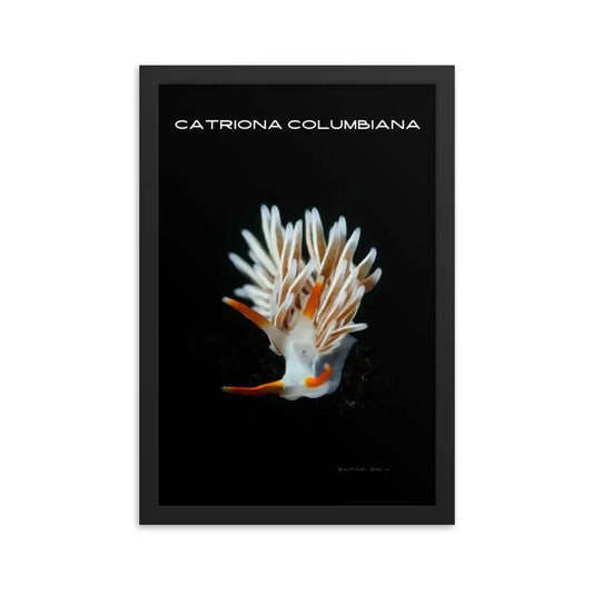 Póster Fotografía Nudibranquio Catriona Columbiana