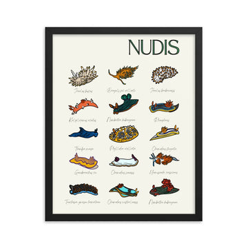 poster nudibranquios