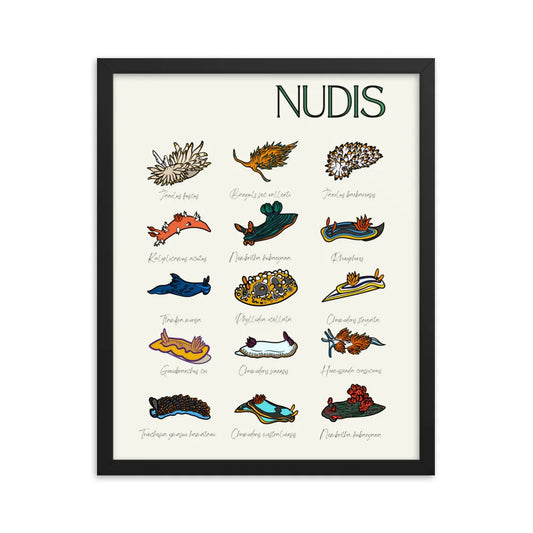 poster nudibranquios