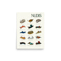 Poster nudibranquios
