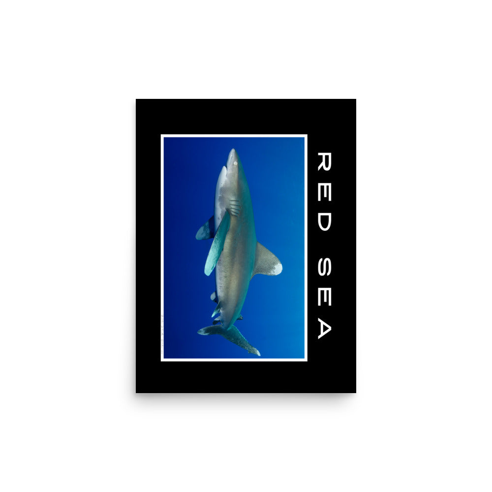 poster fotografía tiburón