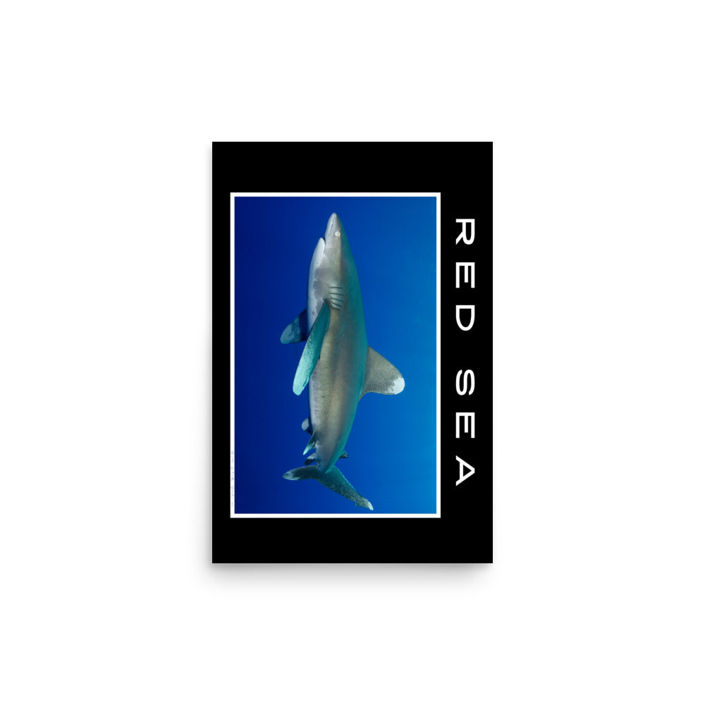 lámina fotografía tiburón