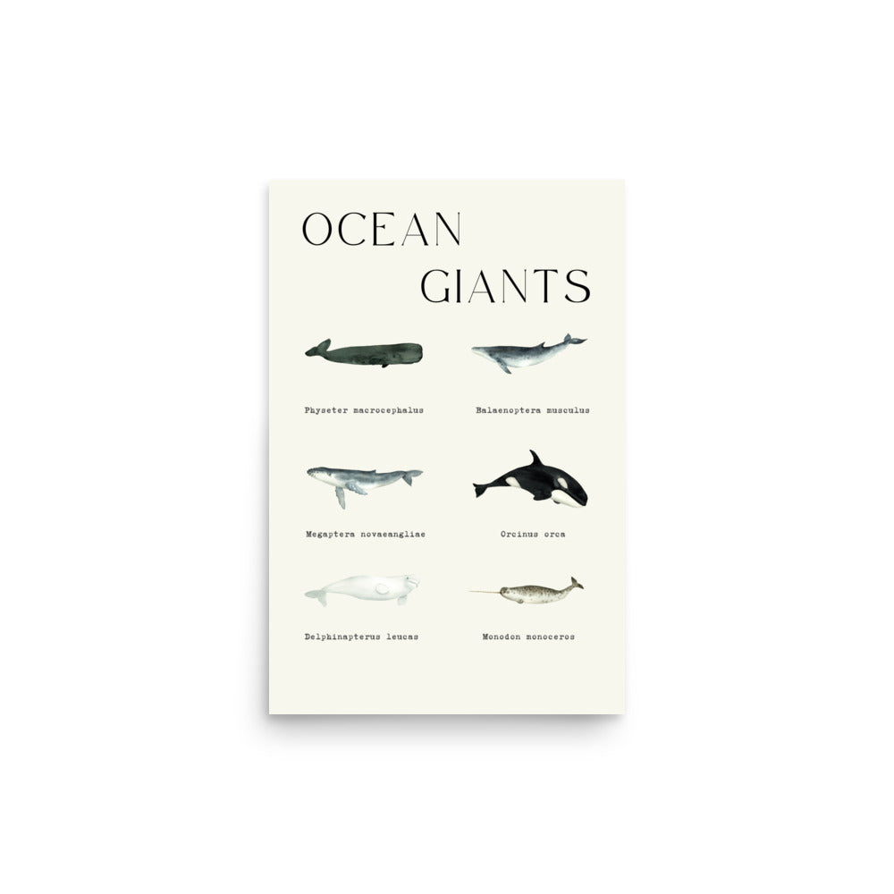 lámina ballenas ocean giants