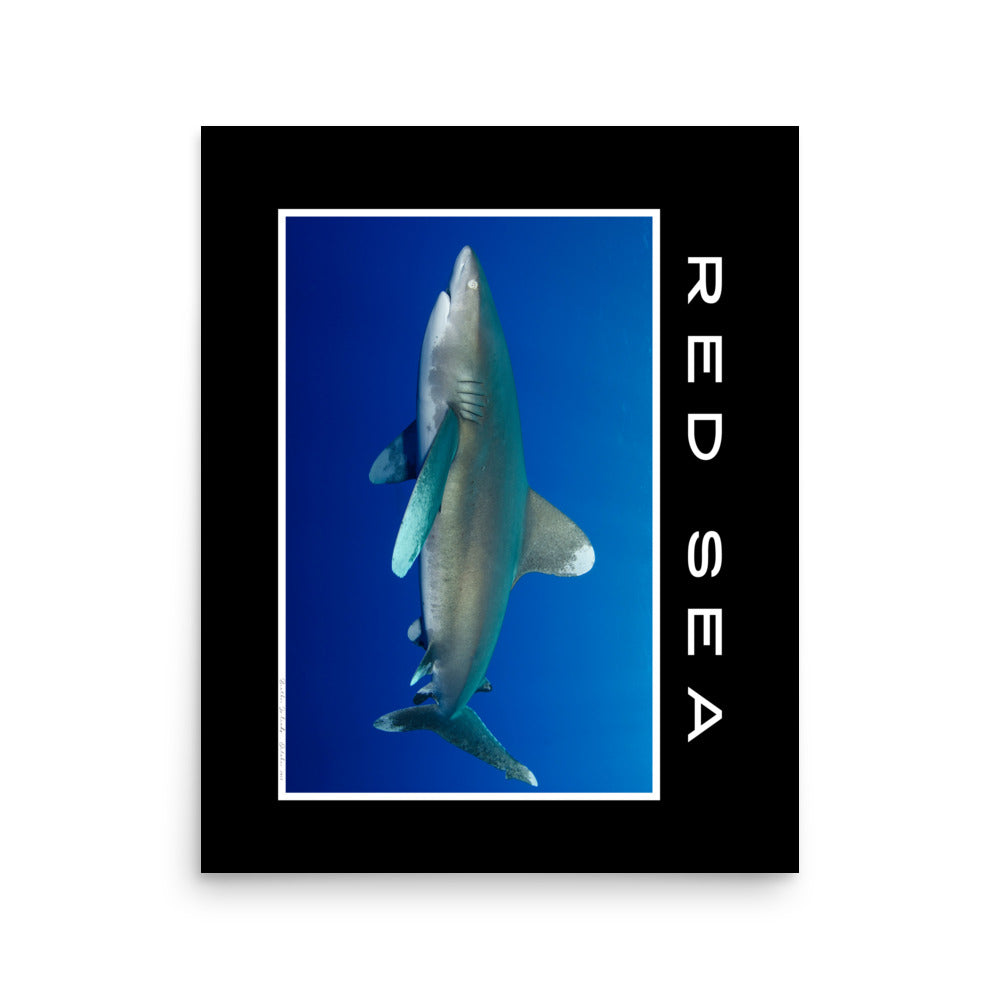 poster fotografía tiburón