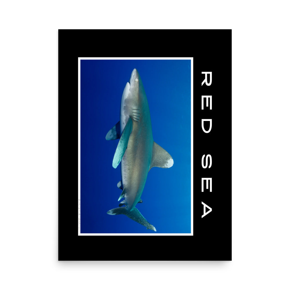 lámina fotografía tiburón
