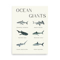 lámina tiburones ocean giants