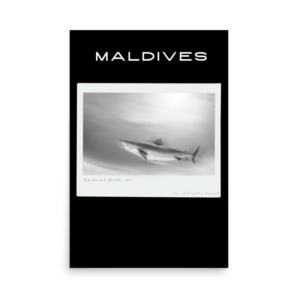 poster tiburón tigre maldivas