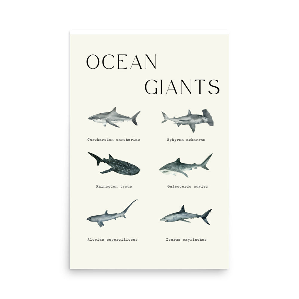 lámina tiburones ocean giants