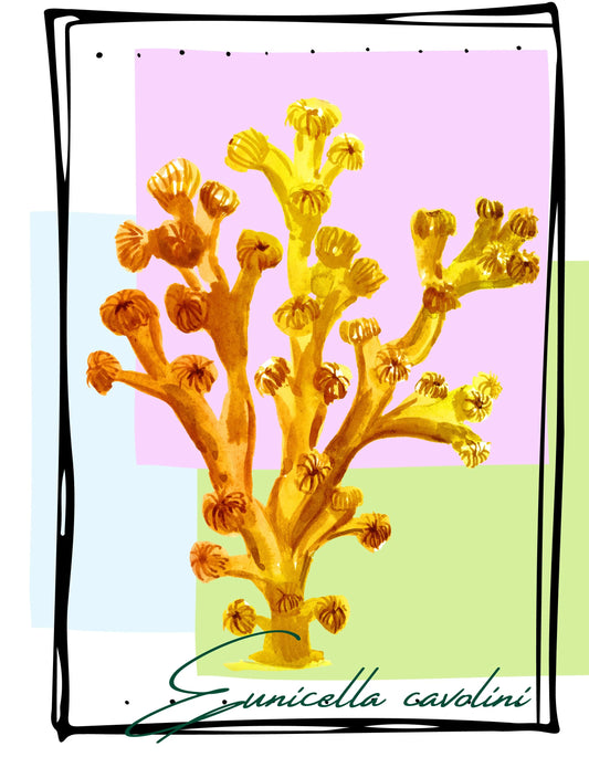 Sudadera con capucha eco unisex coral "Eunicella Cavolini"