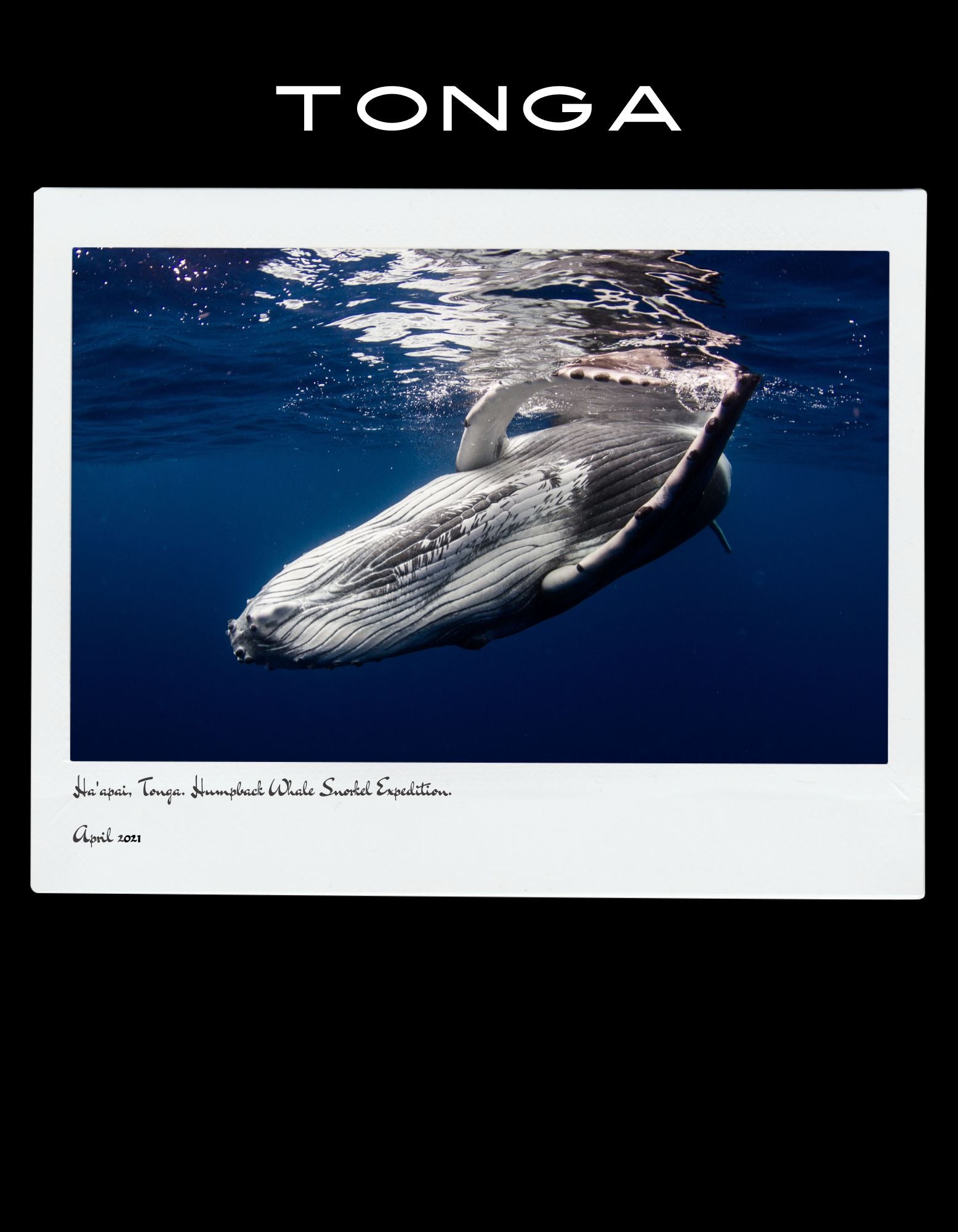 humpback whale t-shirt tonga
