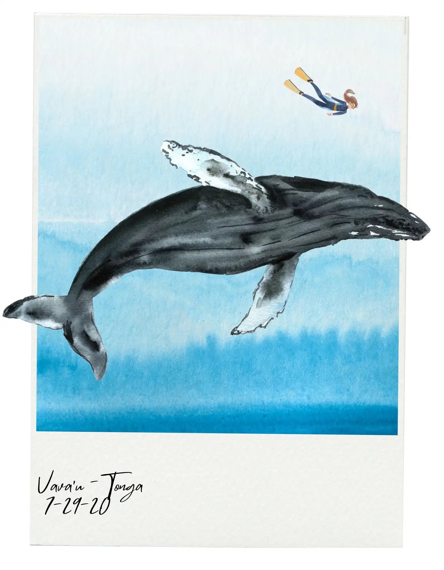 diving in tonga humpback whale