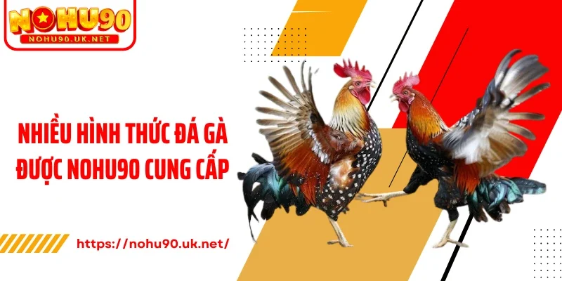 Nhiều hình thức đá gà được Nohu90 cung cấp